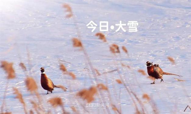 今日特码科普！日本遭十年一遇大雪,百科词条爱好