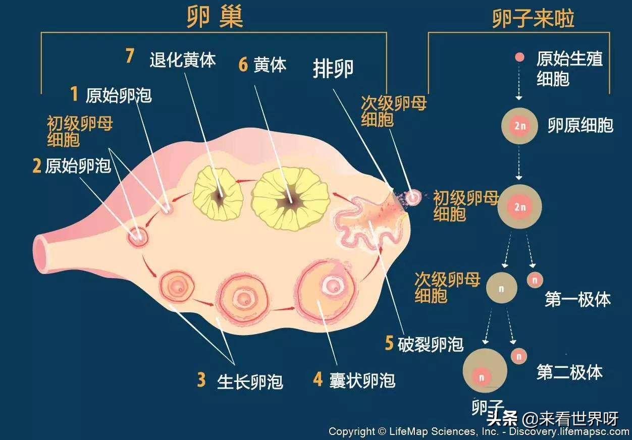 今日特码科普！9胞胎女子胎没保住,百科词条爱好