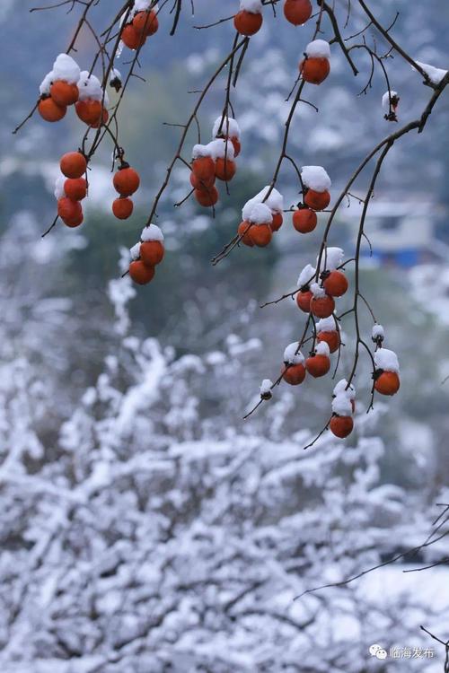 今日特码科普！上海或迎初雪,百科词条爱好