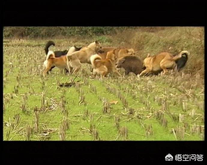 今日特码科普！辟谣男子被野猪咬伤,百科词条爱好