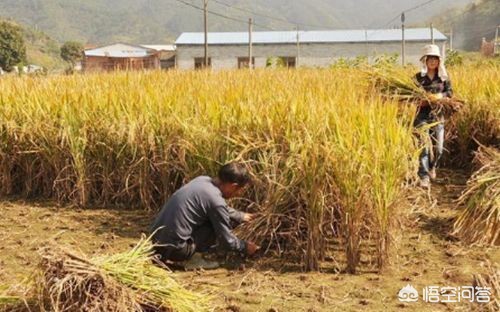 今日特码科普！村庄给村民分120万,百科词条爱好